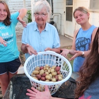 Container Gardening|| She Grows Potatoes in Laundry Baskets|| It's a Potato Harvest Reveal!